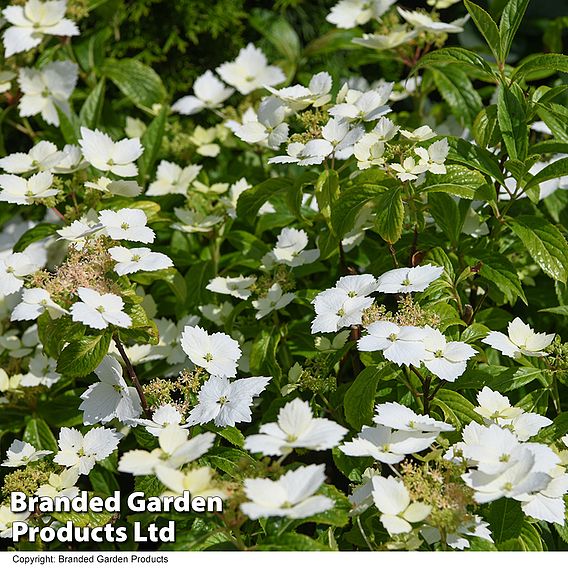 Hydrangea 'Cloud Nine'