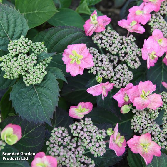 Hydrangea serrata 'Cotton Candy' (Flair & Flavours)
