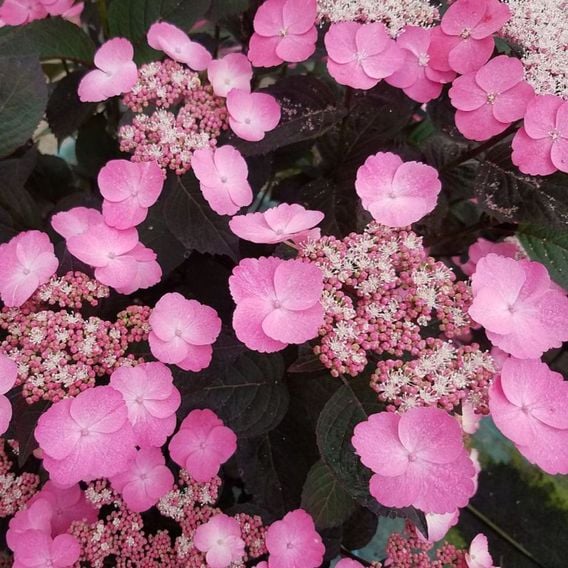 Hydrangea serrata 'Daredevil'