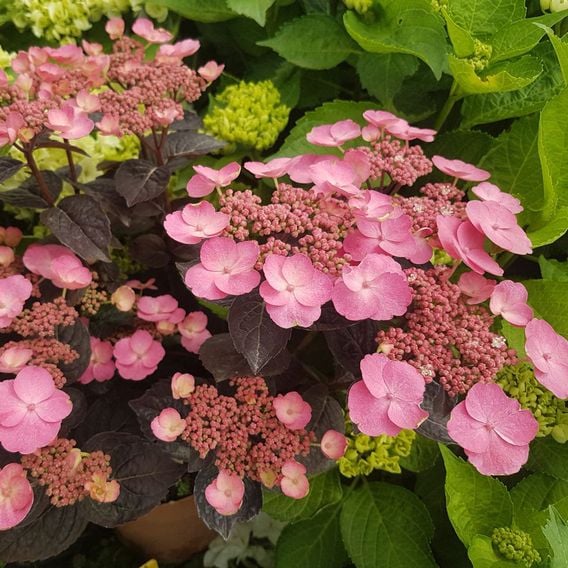 Hydrangea serrata 'Daredevil'
