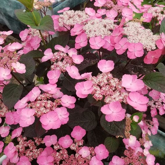 Hydrangea serrata 'Daredevil'