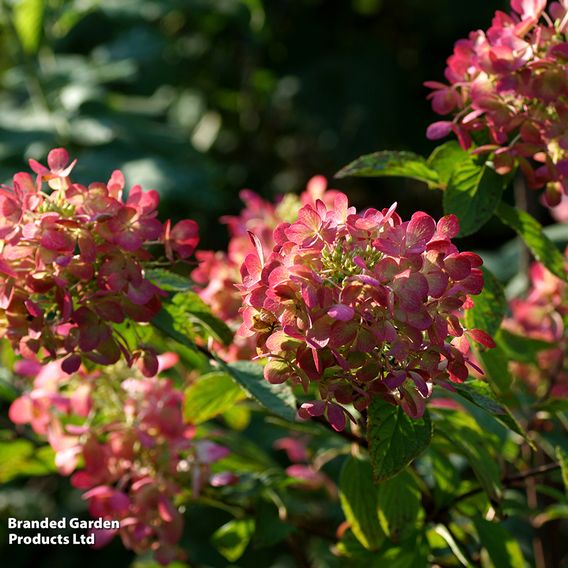 Hydrangea paniculata 'Diamant Rouge'