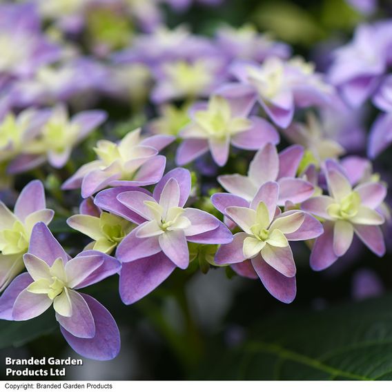 Hydrangea 'Double Dutch Alkmaar'