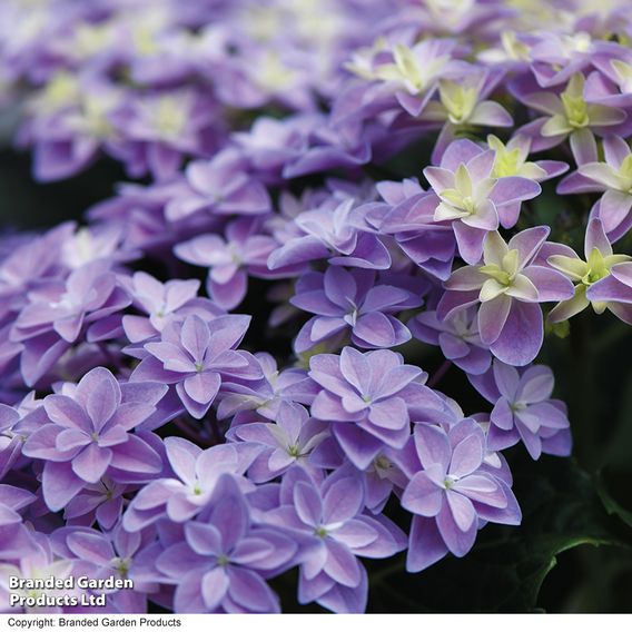 Hydrangea 'Double Dutch Alkmaar'