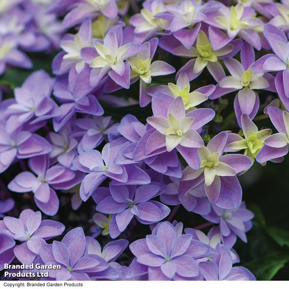 Hydrangea 'Double Dutch Alkmaar'