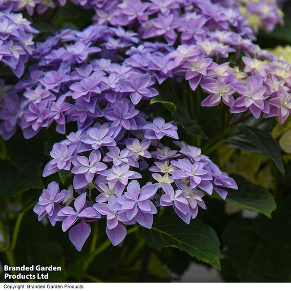 Hydrangea 'Double Dutch Alkmaar'