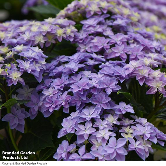 Hydrangea 'Double Dutch Alkmaar'