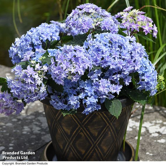 Hydrangea 'Double Dutch Alkmaar'