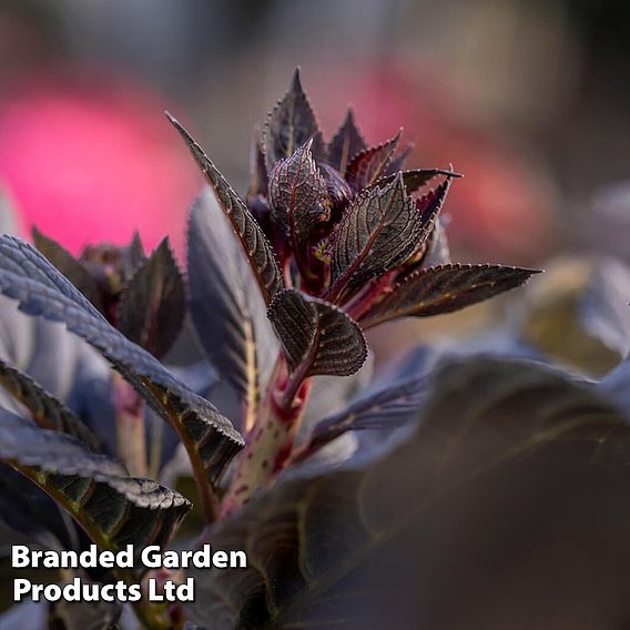 Hydrangea macrophylla First Editions® 'Eclipse'