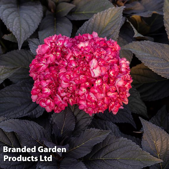 Hydrangea macrophylla First Editions® 'Eclipse'