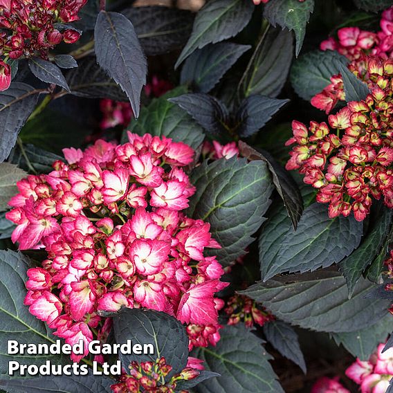 Hydrangea macrophylla First Editions® 'Eclipse'