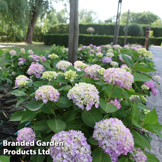 Hydrangea macrophylla 'Endless Summer - The Original'