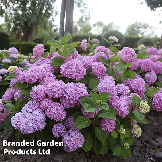 Hydrangea macrophylla 'Endless Summer - The Original'