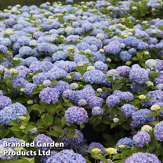 Hydrangea macrophylla 'Endless Summer - The Original'