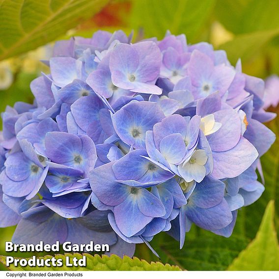 Hydrangea macrophylla 'Endless Summer - The Original'