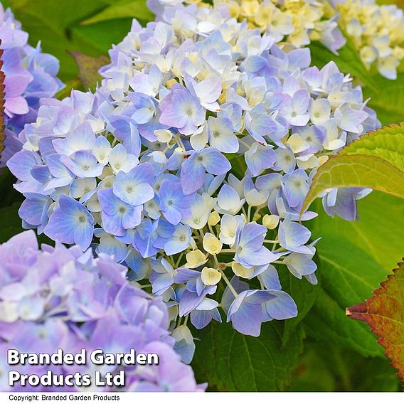 Hydrangea macrophylla 'Endless Summer - The Original'