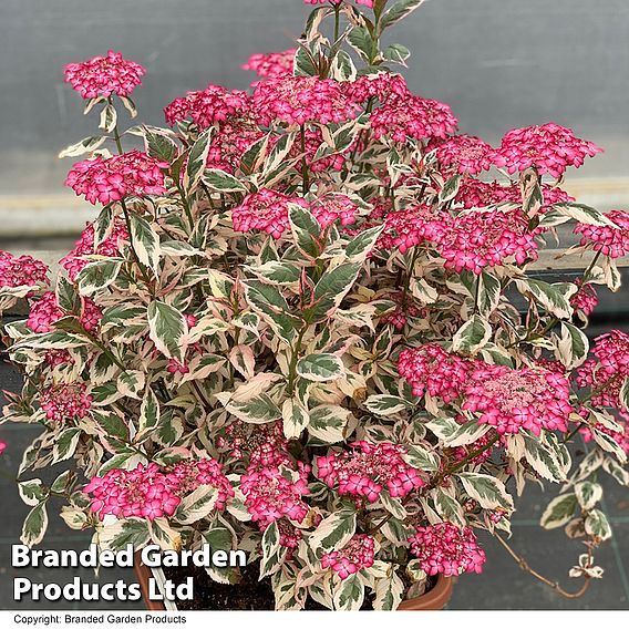 Hydrangea serrata 'Euphoria Pink'