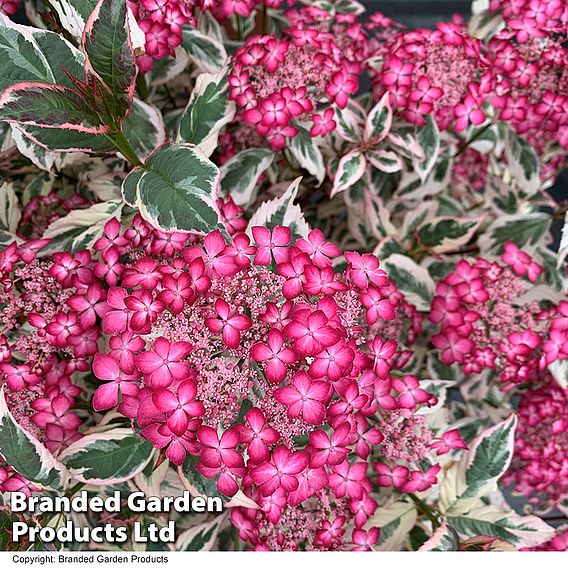 Hydrangea serrata 'Euphoria Pink'