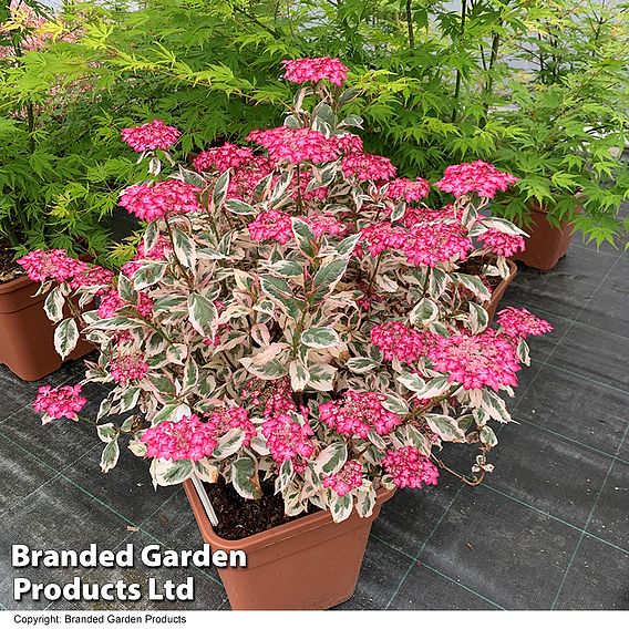 Hydrangea serrata 'Euphoria Pink'