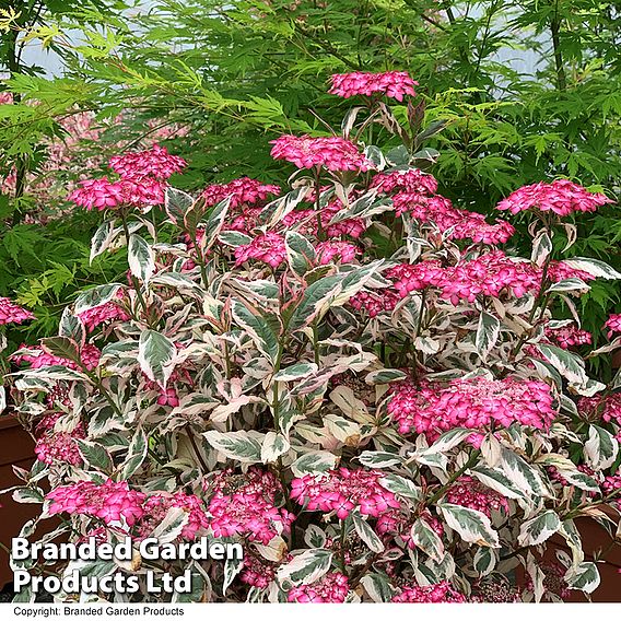 Hydrangea serrata 'Euphoria Pink'