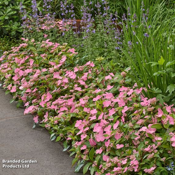 Hydrangea scandens 'First Love'