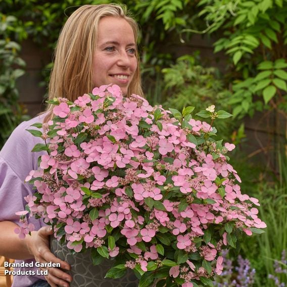 Hydrangea scandens 'First Love'