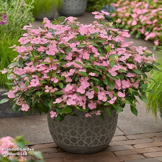 Hydrangea scandens 'First Love'
