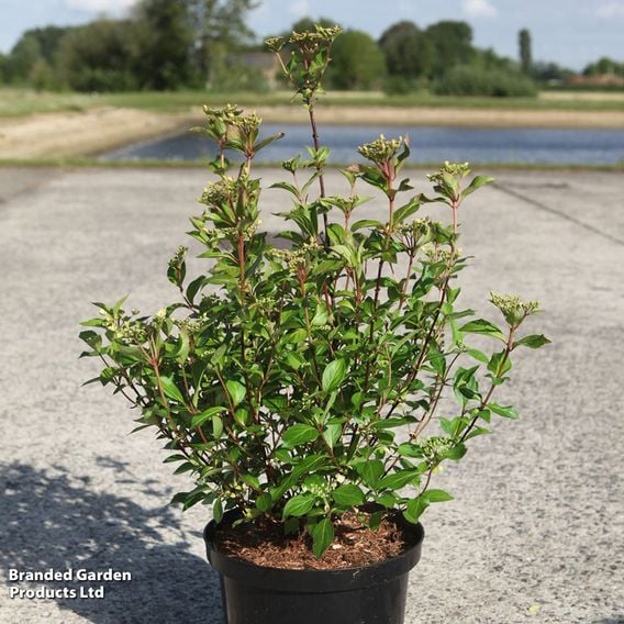Hydrangea scandens 'First Love'