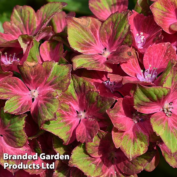 Hydrangea macrophylla GLAM ROCK 'Horwack'