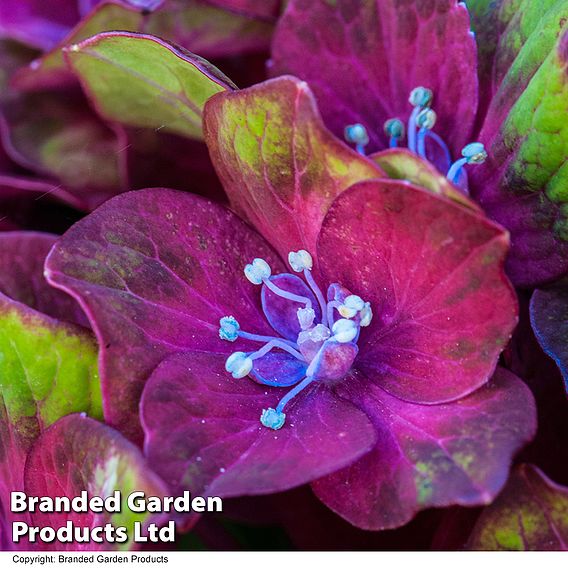 Hydrangea macrophylla GLAM ROCK 'Horwack'