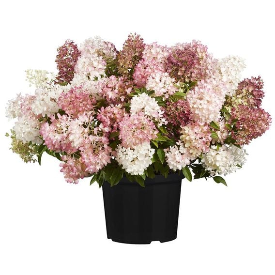 Hydrangea paniculata 'Groundbreaker Blush'
