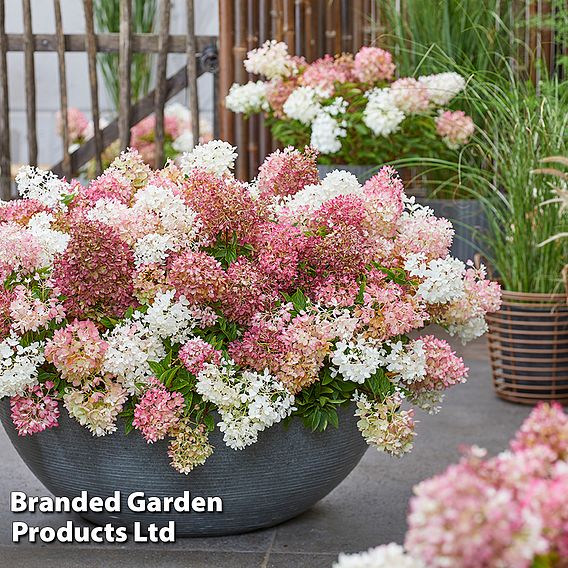 Hydrangea paniculata 'Groundbreaker'