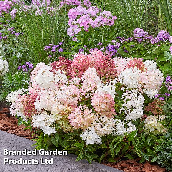 Hydrangea paniculata 'Groundbreaker'