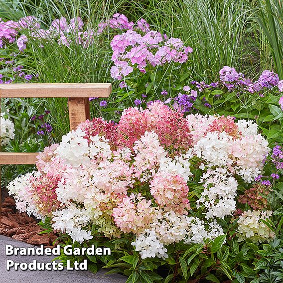 Hydrangea paniculata 'Groundbreaker'