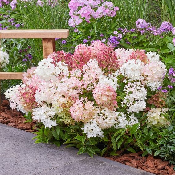 Hydrangea paniculata 'Groundbreaker Blush'
