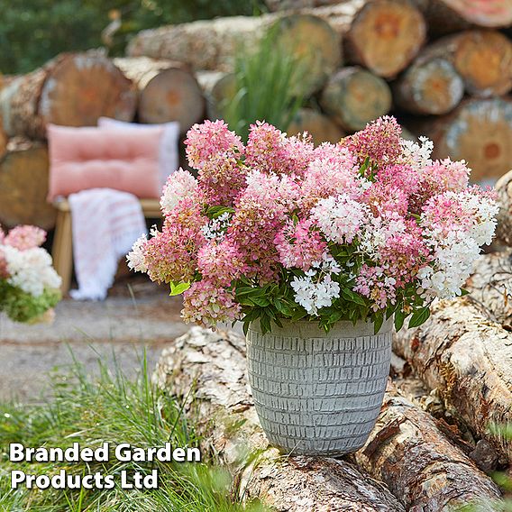 Hydrangea paniculata 'Groundbreaker'