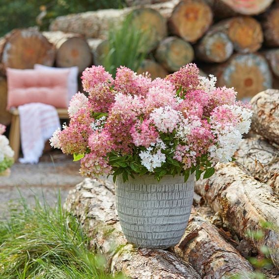 Hydrangea paniculata 'Groundbreaker Blush'