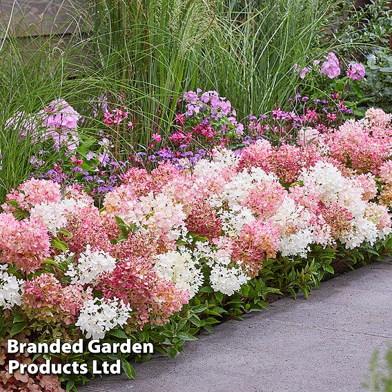 Hydrangea paniculata 'Groundbreaker Blush'