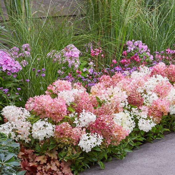 Hydrangea paniculata 'Groundbreaker Blush'