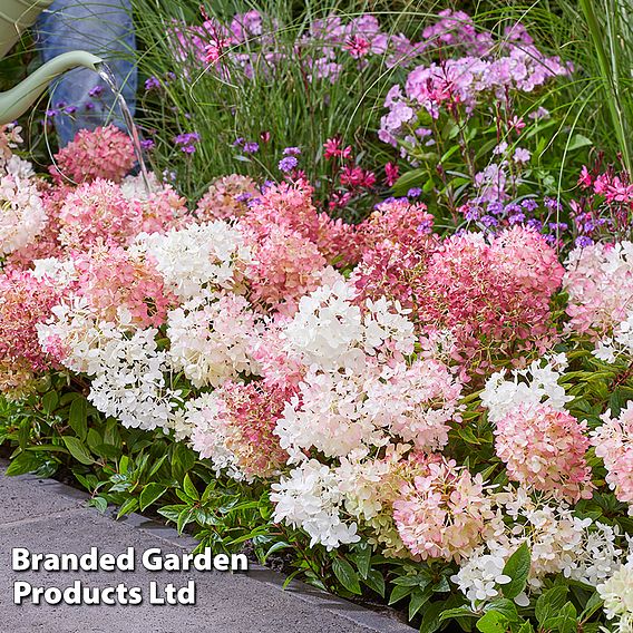 Hydrangea paniculata 'Groundbreaker'