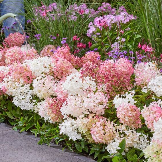 Hydrangea paniculata 'Groundbreaker Blush'