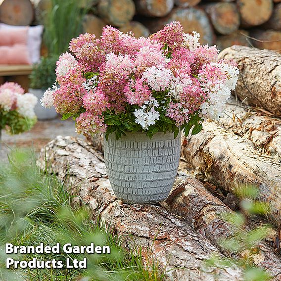 Hydrangea paniculata 'Groundbreaker'