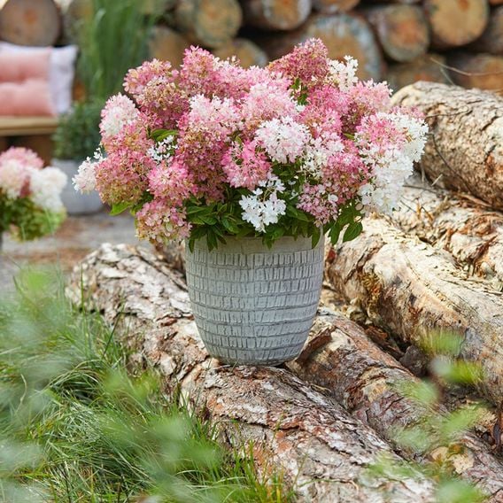 Hydrangea paniculata 'Groundbreaker Blush'