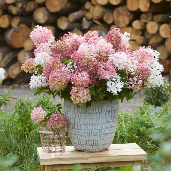 Hydrangea paniculata 'Groundbreaker Blush'