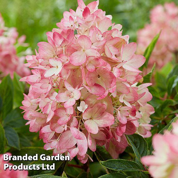 Hydrangea paniculata 'Groundbreaker'