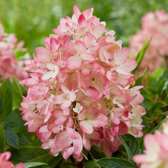 Hydrangea paniculata 'Groundbreaker Blush'