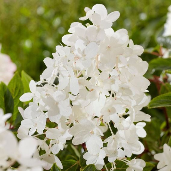 Hydrangea paniculata 'Groundbreaker Blush'