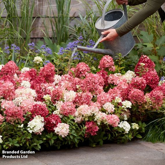 Hydrangea paniculata 'Groundbreaker Ruby'