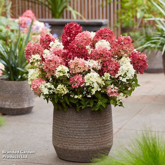 Hydrangea paniculata 'Groundbreaker Ruby'
