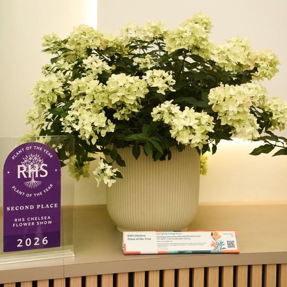 Hydrangea paniculata 'Groundbreaker Ruby'